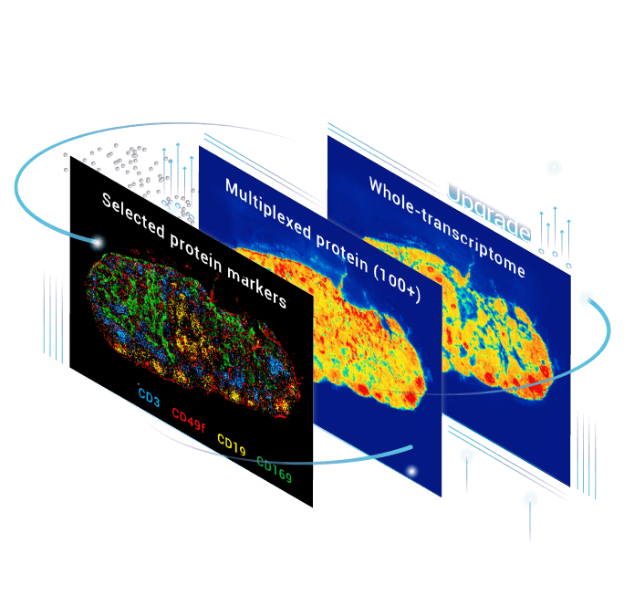 Stereo-CITE Proteo-Transcriptomics solution - STOmics