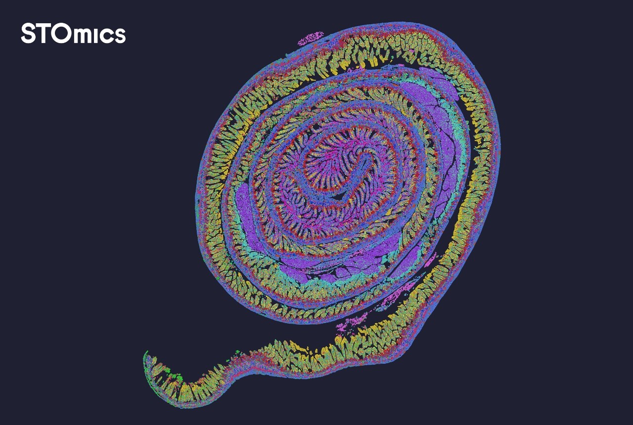 Mouse Small Intestine Demo Data