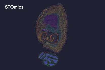 STOmics Rat Brain demo data
