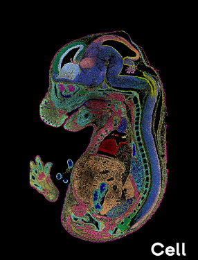 Stereo-seq CELL coverpage-mouse organogenesis