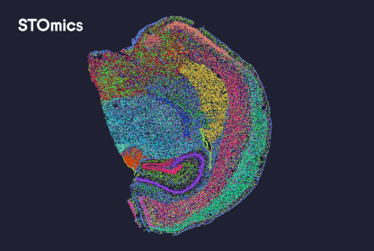 STOmics Mouse Brain Demo Data