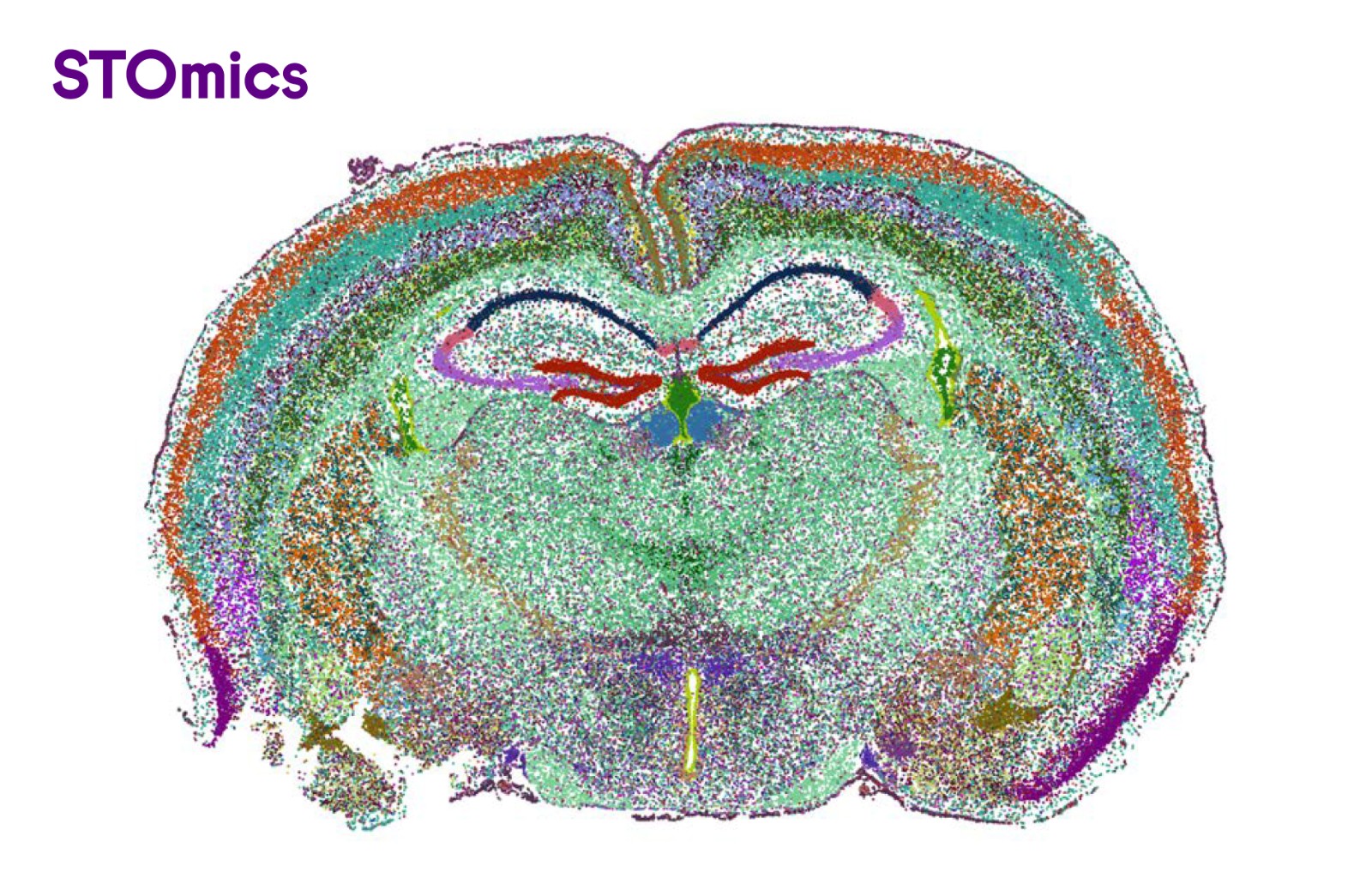 Mouse brain single-cell clustering result (cellbin)