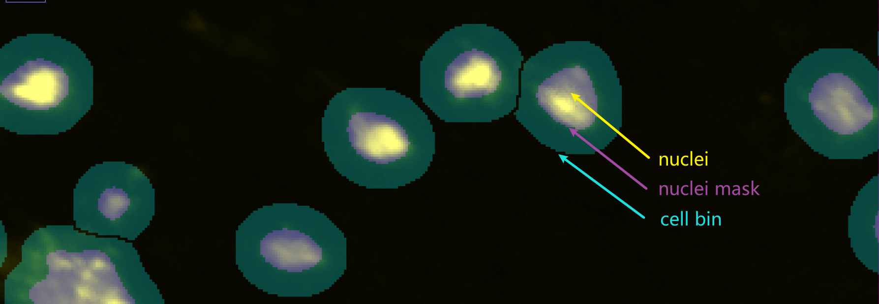 CellBin: The Core Image Processing Pipeline in SAW for Generating Single-cell Gene Expression Data for Stereo-seq