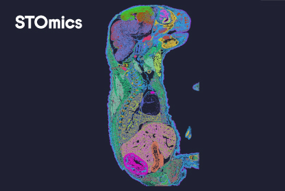 STOmics Mouse Embryo Demo Data