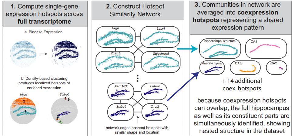 Spatial Gene Co-expression for Large-Scale Spatial Omics: Unveiling ...