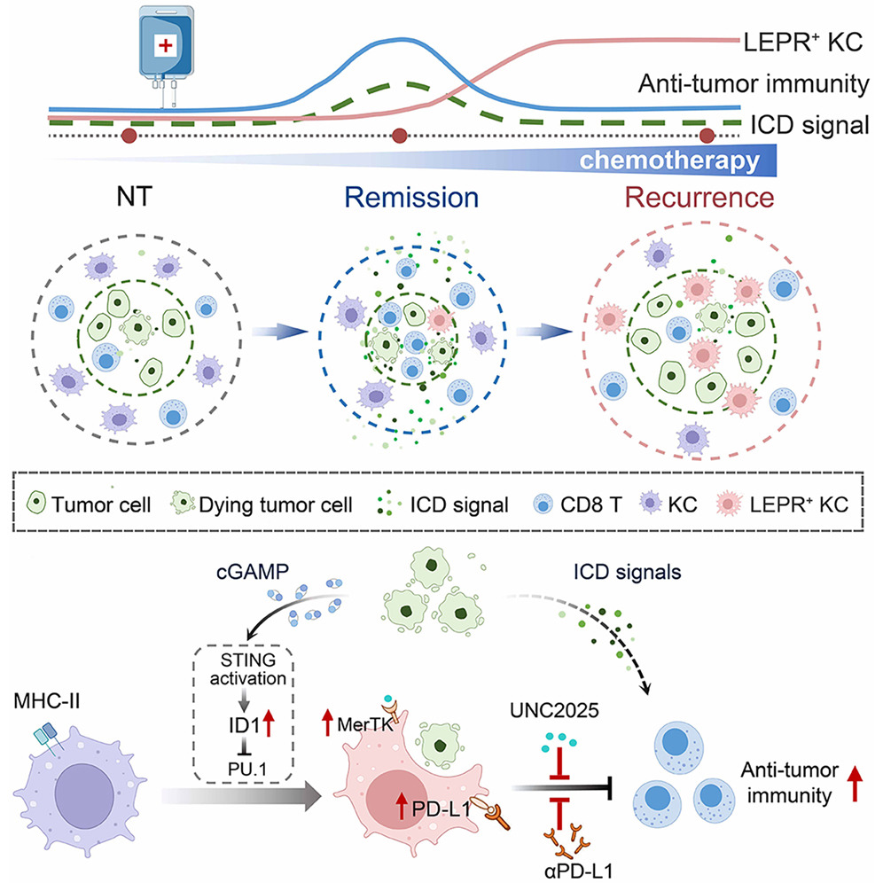 Figure&nbsp;1. Chemotherapy not only activates antitumor immunity