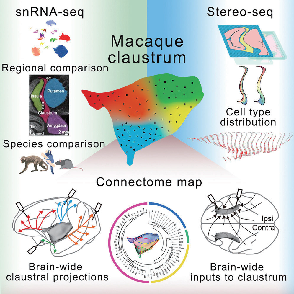 Single-Cell Spatial Transcriptomics for Brain Circuits - STOmics