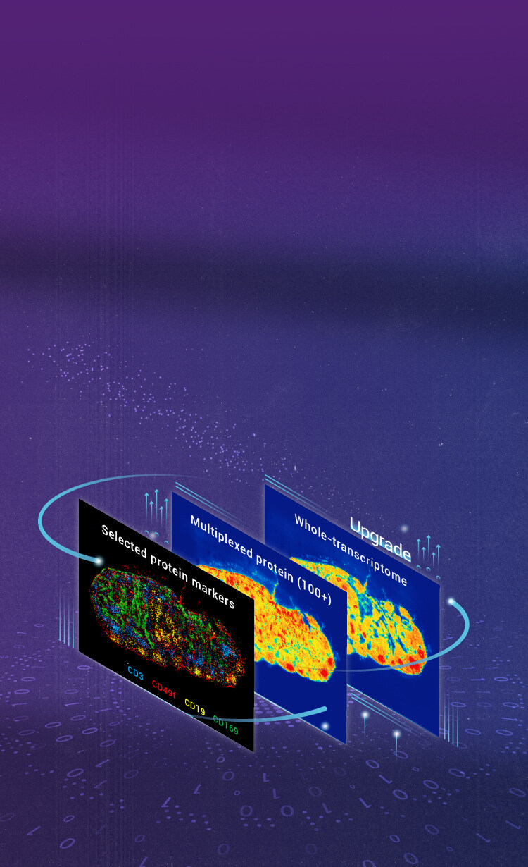 Stereo-CITE Proteo-Transcriptomics Solution