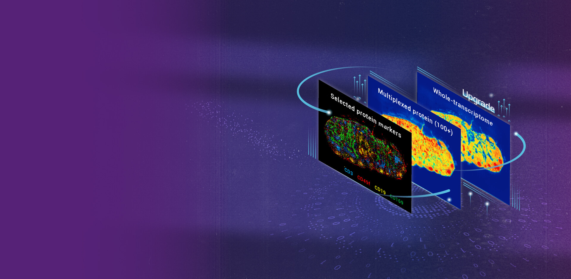 Stereo-CITE Proteo-Transcriptomics Solution