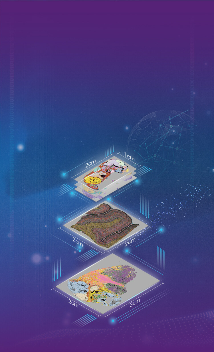 Stereo-seq Transcriptomics Set for Large Chip Designs