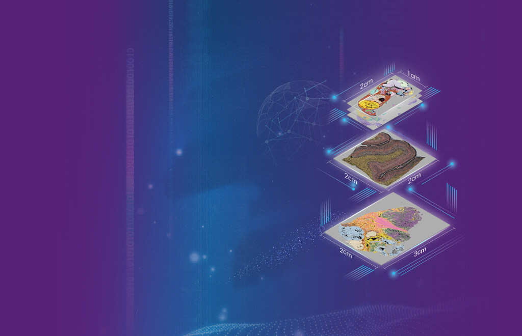 Stereo-seq Transcriptomics Set for Large Chip Designs