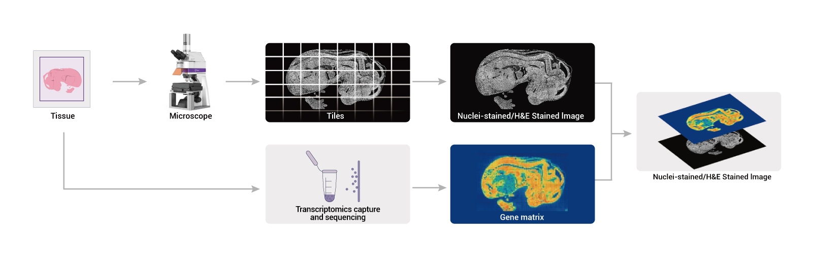 Go Optical delivers high-resolution imaging with minimal stitching errors, perfectly compatible with spatial transcriptomics image registration workflows.