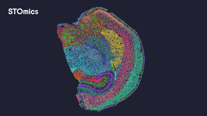 STOmics Mouse brain demo data