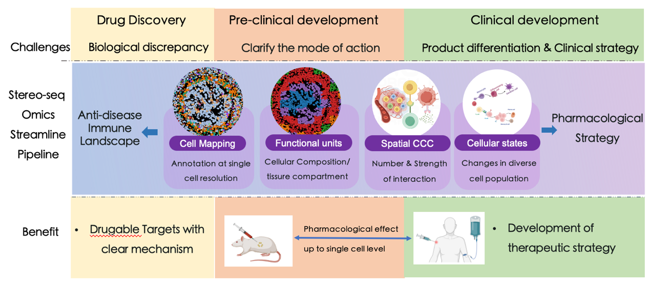 Stereo-seq workflow: next generation of drug development and clinical application