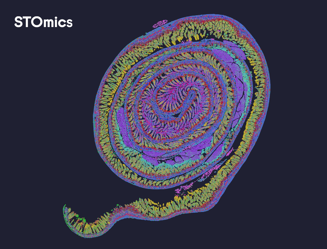 STOmics Mouse Small Intestine demo data